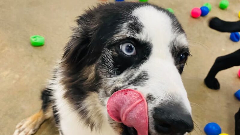 Charlie's Bark Park - Belleville - Belleville, WI
