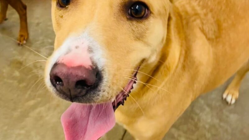 Charlie's Bark Park - Belleville - Belleville, WI