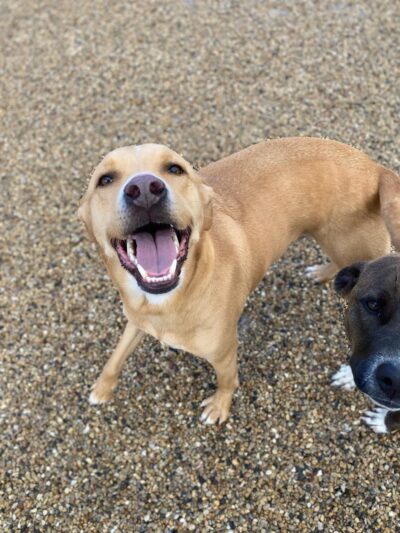 Charlie's Bark Park - Belleville - Belleville, WI