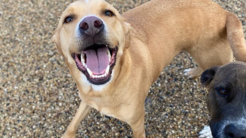 Charlie's Bark Park - Belleville - Belleville, WI