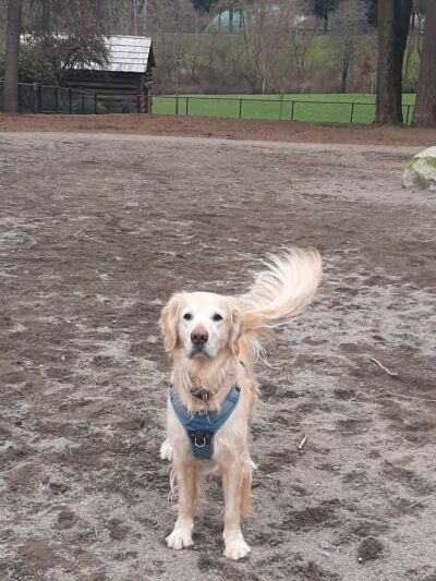 Robinswood Off-Leash Area - Bellevue, WA