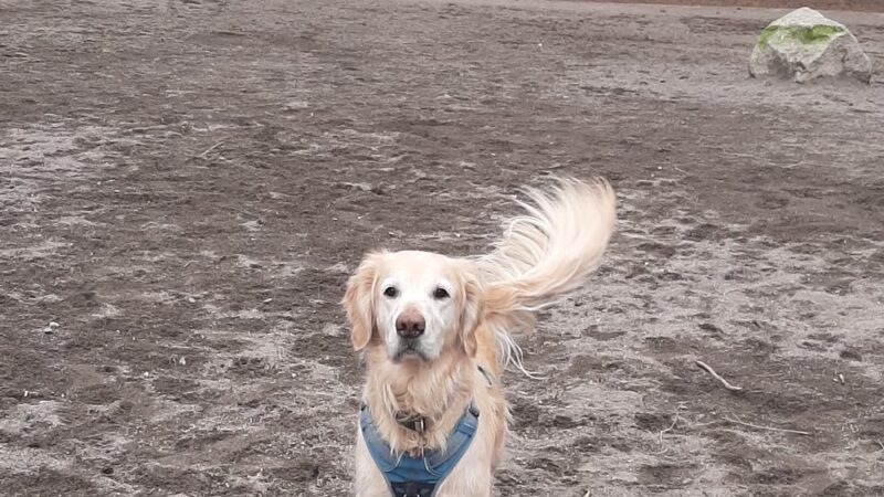 Robinswood Off-Leash Area - Bellevue, WA