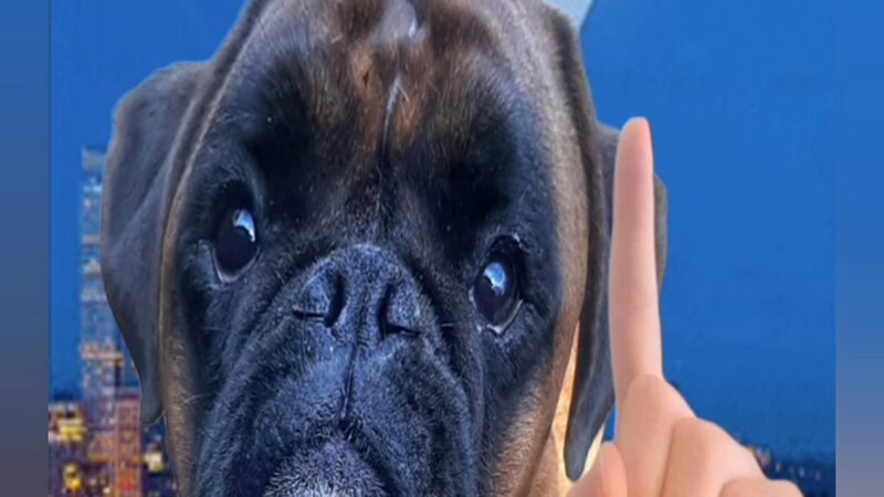 Robinswood Off-Leash Area - Bellevue, WA