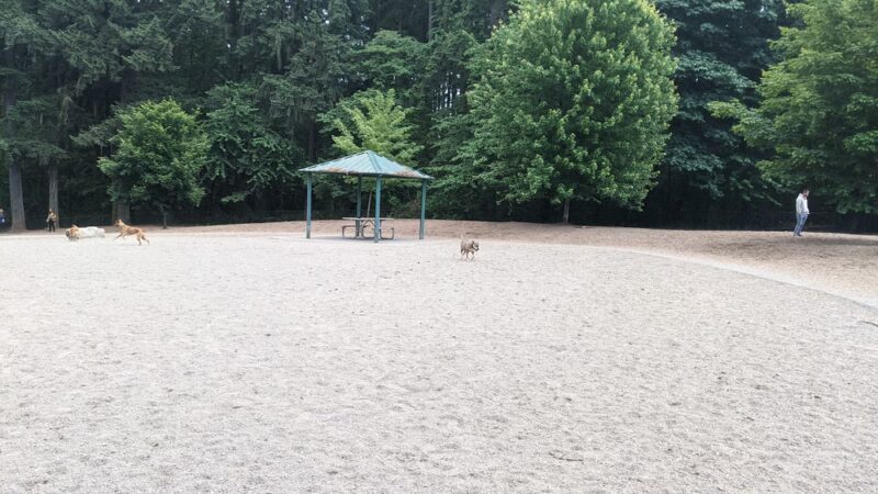 Robinswood Off-Leash Area - Bellevue, WA