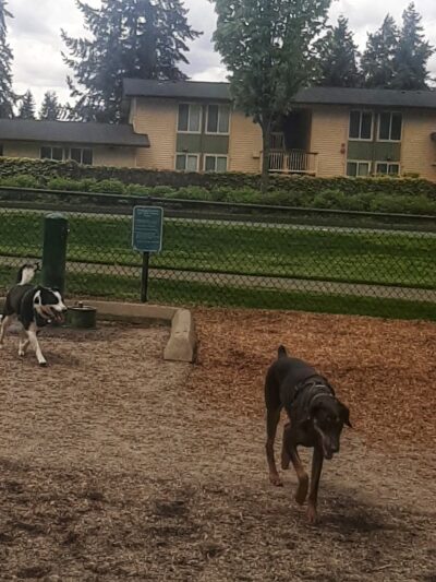 Robinswood Off-Leash Area - Bellevue, WA