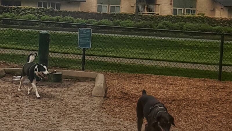 Robinswood Off-Leash Area - Bellevue, WA