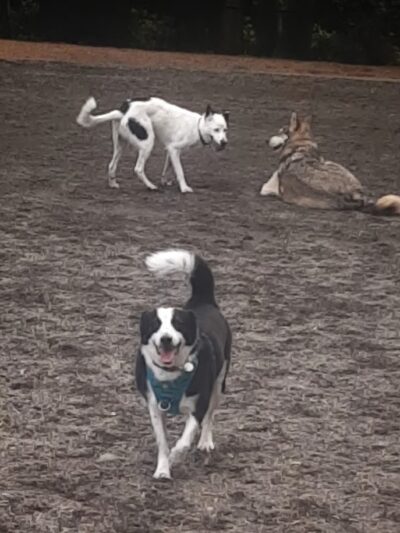 Robinswood Off-Leash Area - Bellevue, WA