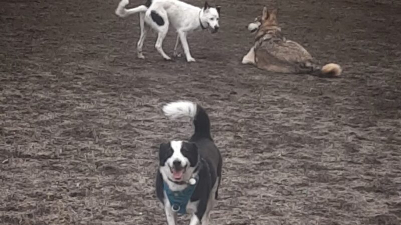 Robinswood Off-Leash Area - Bellevue, WA