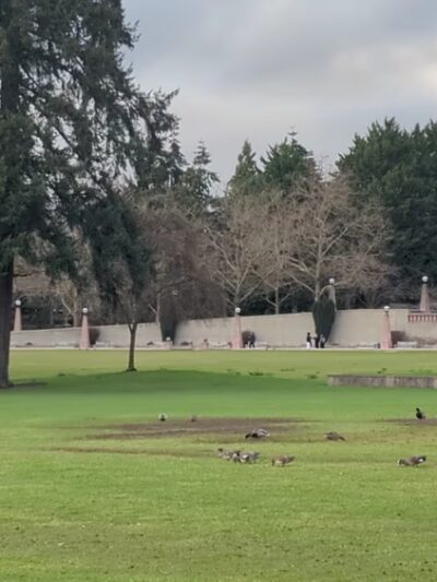 Bellevue Parks - Bellevue, WA