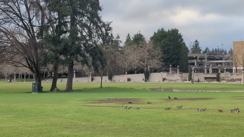 Bellevue Parks - Bellevue, WA