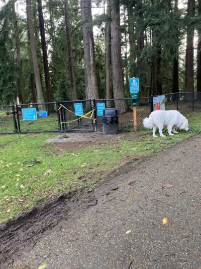 Crossroads Pop-up Dog Park - Bellevue, WA