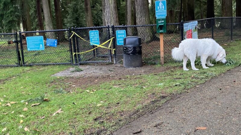 Crossroads Pop-up Dog Park - Bellevue, WA