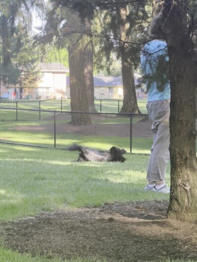 Crossroads Pop-up Dog Park - Bellevue, WA