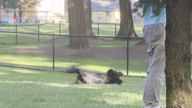 Crossroads Pop-up Dog Park - Bellevue, WA