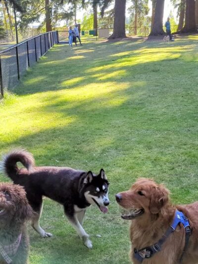 Crossroads Pop-up Dog Park - Bellevue, WA