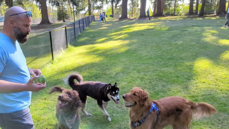 Crossroads Pop-up Dog Park - Bellevue, WA