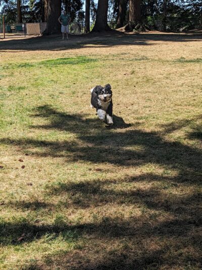 Crossroads Pop-up Dog Park - Bellevue, WA