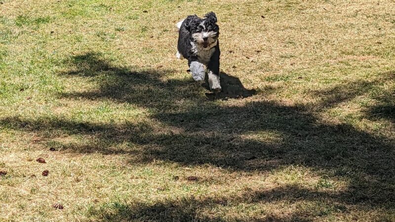 Crossroads Pop-up Dog Park - Bellevue, WA