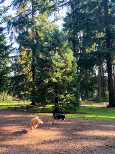 Crossroads Pop-up Dog Park - Bellevue, WA