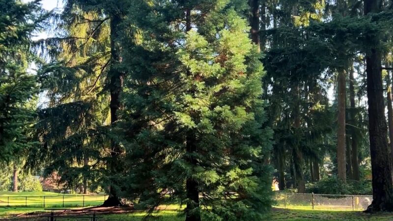 Crossroads Pop-up Dog Park - Bellevue, WA