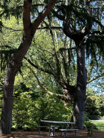 Goddard Park - Bellevue, WA