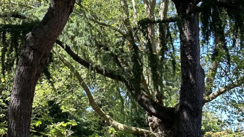 Goddard Park - Bellevue, WA