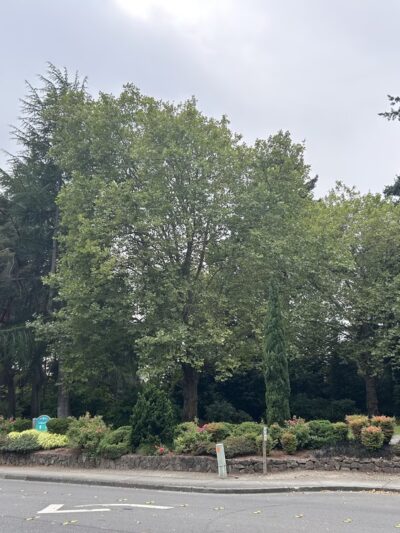 Goddard Park - Bellevue, WA