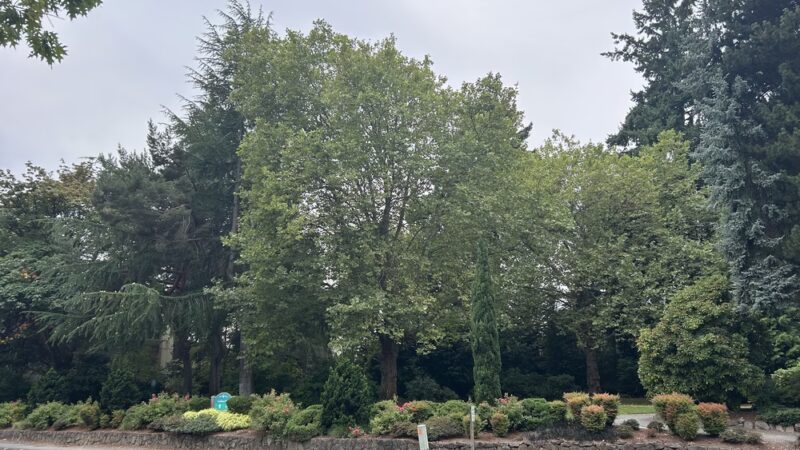 Goddard Park - Bellevue, WA