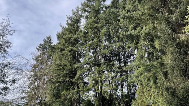 McCormick Park - Bellevue, WA