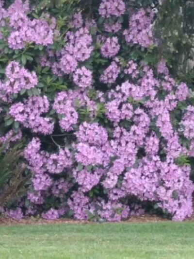 McCormick Park - Bellevue, WA