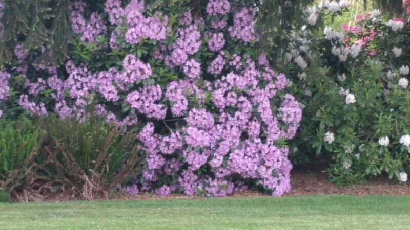 McCormick Park - Bellevue, WA