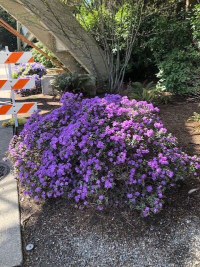 McCormick Park - Bellevue, WA