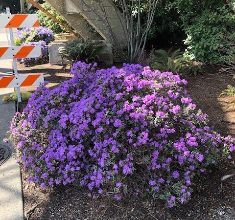 McCormick Park - Bellevue, WA