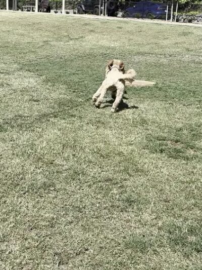 Newport Hills Dog Park - Bellevue, WA