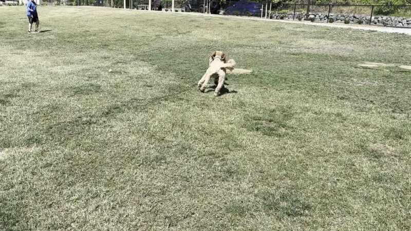 Newport Hills Dog Park - Bellevue, WA