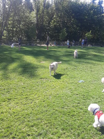 Newport Hills Dog Park - Bellevue, WA