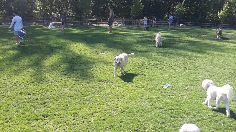 Newport Hills Dog Park - Bellevue, WA