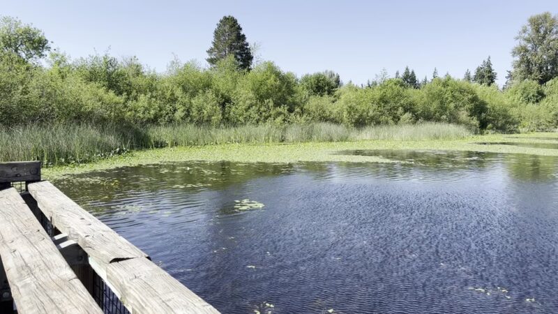Phantom Lake Park - Bellevue, WA