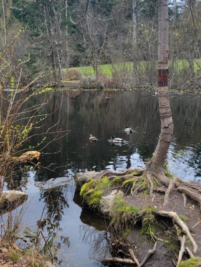 Robinswood Park Trail - Bellevue, WA