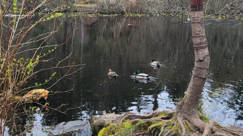 Robinswood Park Trail - Bellevue, WA
