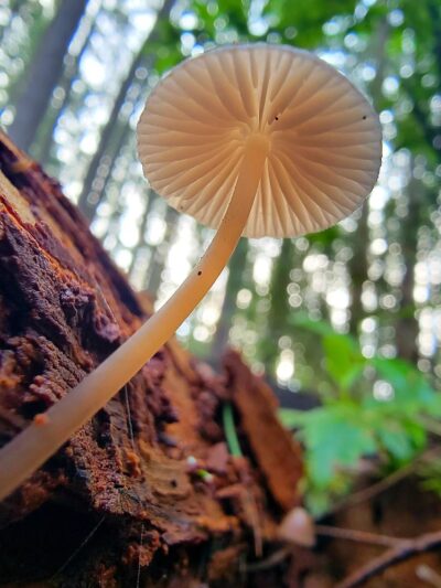 Robinswood Park Trail - Bellevue, WA