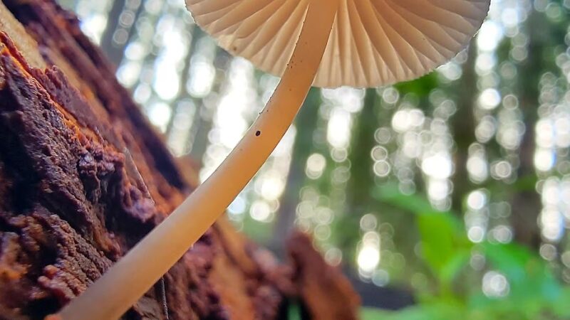 Robinswood Park Trail - Bellevue, WA