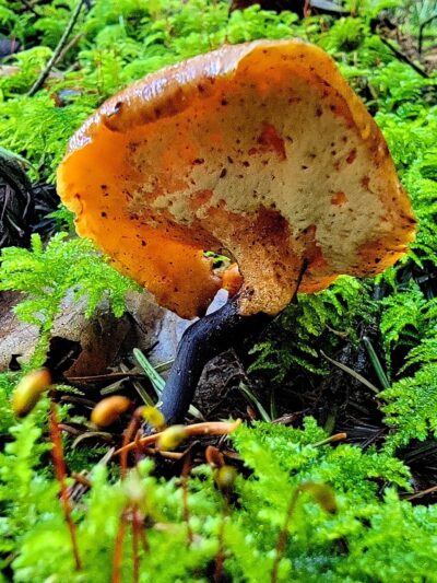 Robinswood Park Trail - Bellevue, WA