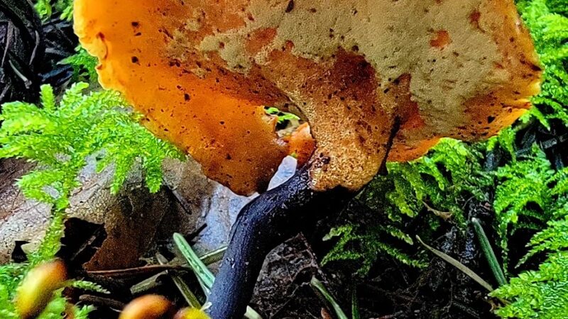 Robinswood Park Trail - Bellevue, WA