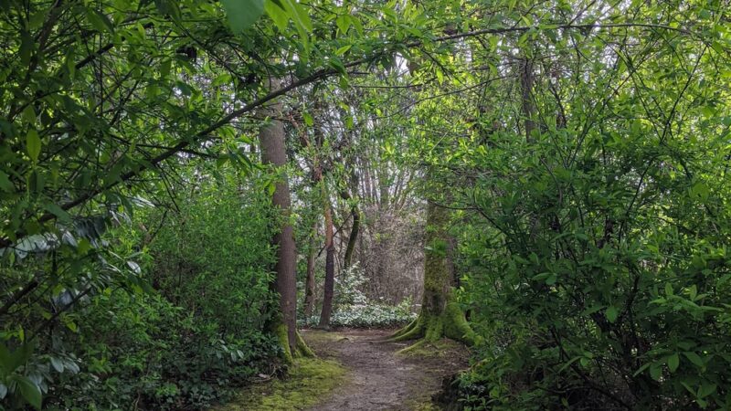 Wildwood Dog Park - Bellevue, WA