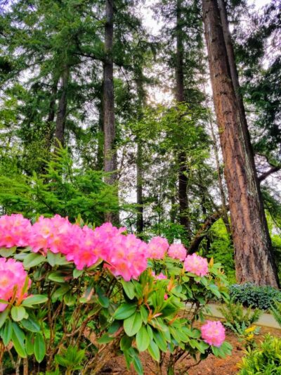 Wildwood Dog Park - Bellevue, WA