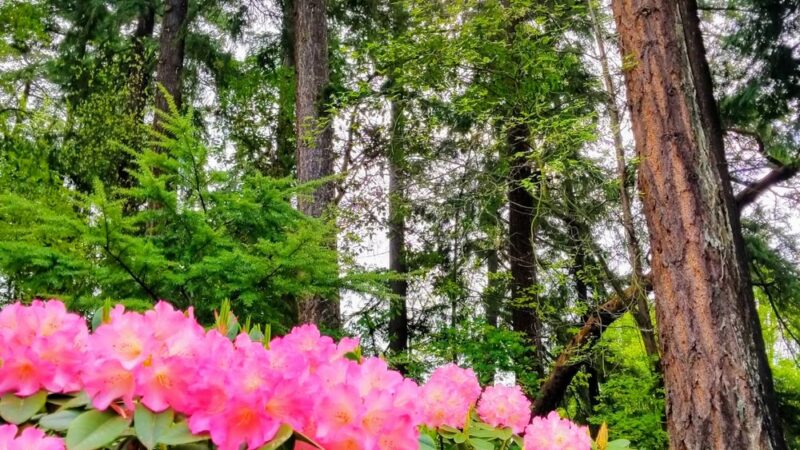 Wildwood Dog Park - Bellevue, WA