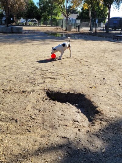 Flora Vista Dog Park - Bellflower, CA