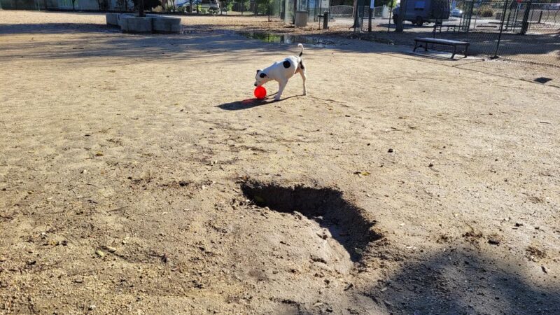 Flora Vista Dog Park - Bellflower, CA