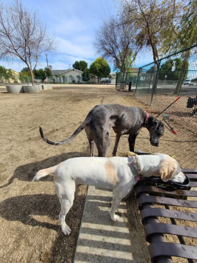 Flora Vista Dog Park - Bellflower, CA